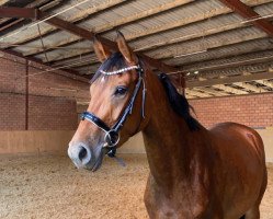 broodmare Chayenne ST (Oldenburg show jumper, 2018, from Caroly)