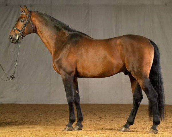 stallion Indoctro II (Holsteiner, 1994, from Capitol I)
