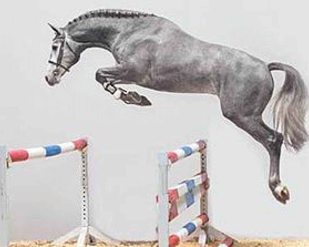 stallion Cassito (Holsteiner, 2006, from Cassiano)
