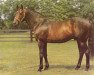 stallion New Providence xx (Thoroughbred, 1956, from Bull Page xx)