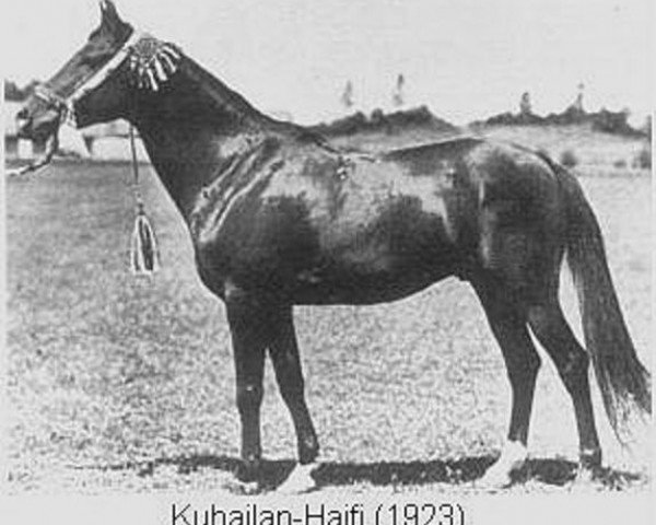 stallion Kuhailan Haifi 1923 DB (Arabian thoroughbred, 1923, from Kuhailan Kharas db)
