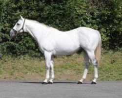 stallion Clodovil xx (Thoroughbred, 2000, from Danehill xx)