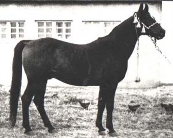 stallion Wielki Szlem 1938 ox (Arabian thoroughbred, 1938, from Ofir 1933 ox)
