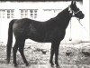 stallion Wielki Szlem 1938 ox (Arabian thoroughbred, 1938, from Ofir 1933 ox)