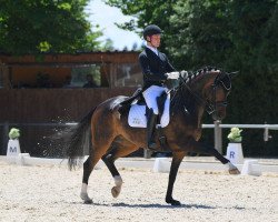 dressage horse Quaterback's Princess (Oldenburg, 2014, from Quaterback)