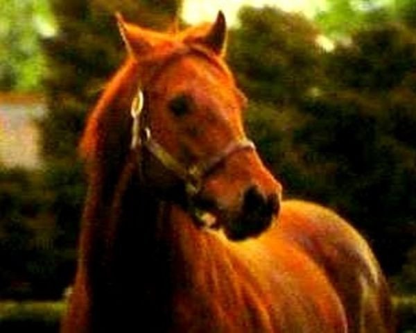 stallion Sicyos xx (Thoroughbred, 1981, from Lyphard xx)