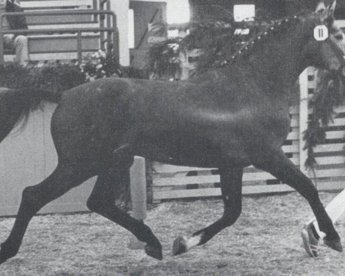 Deckhengst Calvados II (Holsteiner, 1977, von Cor de la Bryère)