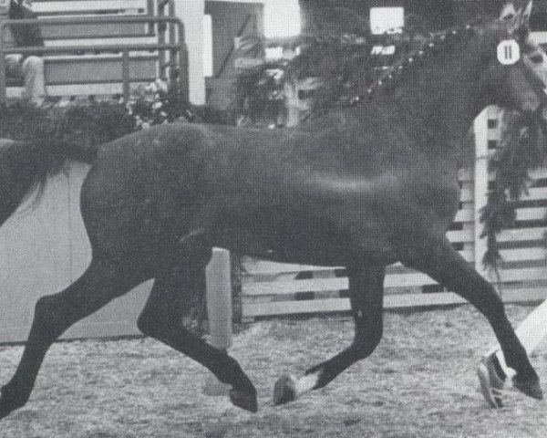stallion Calvados II (Holsteiner, 1977, from Cor de la Bryère)