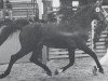 stallion Calvados II (Holsteiner, 1977, from Cor de la Bryère)