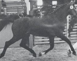 Deckhengst Calvados II (Holsteiner, 1977, von Cor de la Bryère)