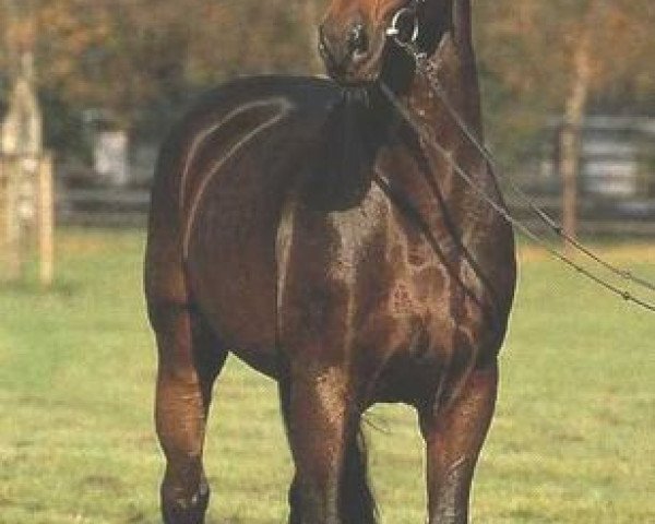 stallion Latus II (Holsteiner, 1981, from Landgraf I)