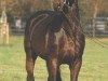 stallion Latus II (Holsteiner, 1981, from Landgraf I)