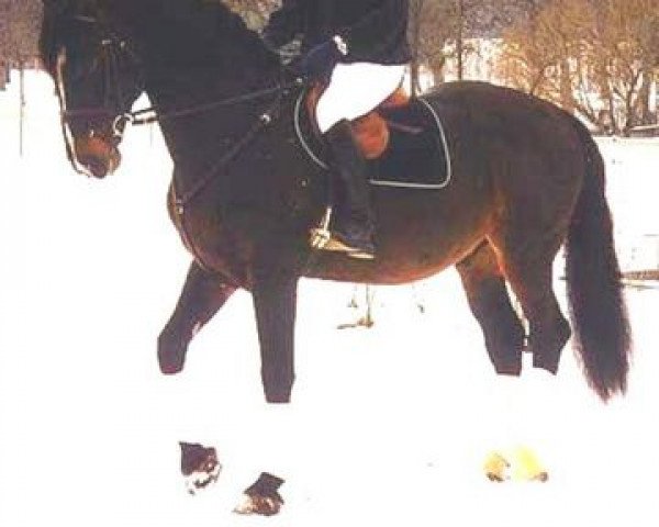 stallion Cadillac (Holsteiner, 1984, from Caletto II)