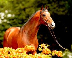 stallion Conway II (Holsteiner, 2000, from Caretino)