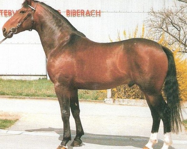 stallion Angelo Z (Hanoverian, 1980, from Almé)