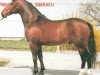 stallion Angelo Z (Hanoverian, 1980, from Almé)