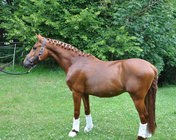horse Canario (Cruzado-Espanol, 2016)