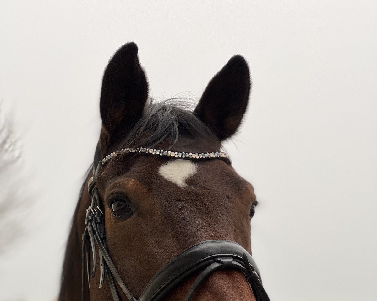 dressage horse Fürst Filou 9 (German Warmblood, 2011, from Fürst Fugger)