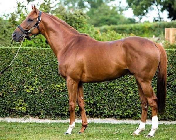 stallion Prince Gibraltar xx (Thoroughbred, 2011, from Rock Of Gibraltar xx)