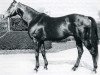 Pferd Djebel xx (Englisches Vollblut, 1937, von Tourbillon xx)