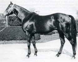 stallion Djebel xx (Thoroughbred, 1937, from Tourbillon xx)