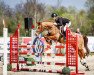 stallion Headliner (German Riding Pony, 2007, from Halifax)