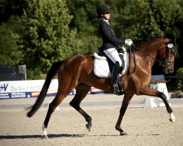 dressage horse Bella Benicia L (Württemberger, 2017, from Callaho's Benicio)