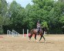 dressage horse Sancho 531 (Hanoverian, 2018, from Blue Hors St. Schufro)