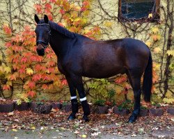 jumper Romero 111 (German Sport Horse, 2003, from Rubin Rouge)