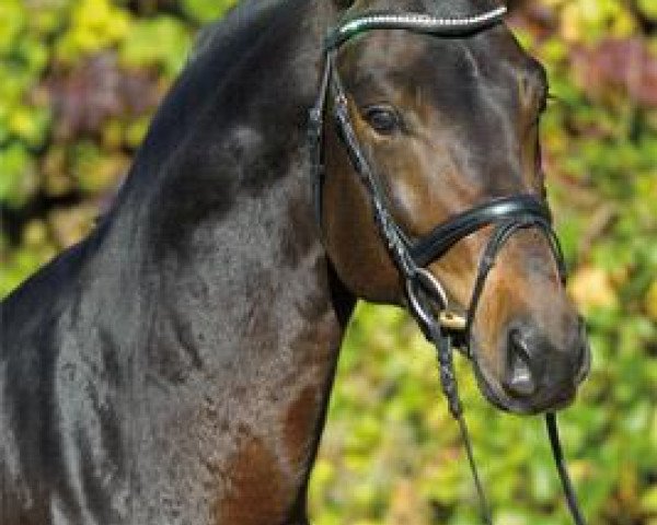 stallion Lord Leopold 7 (Württemberger, 2007, from Lord Sinclair I)