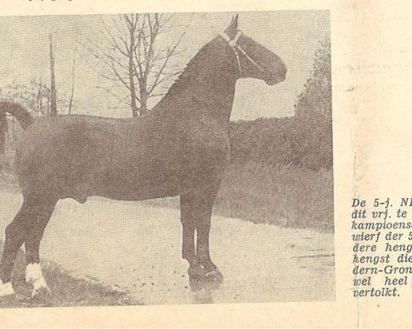 horse Nizam (Groningen, 1953, from Muko)