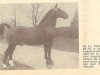 Pferd Nizam (Groninger, 1953, von Muko)