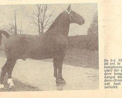 stallion Nizam (Groningen, 1953, from Muko)