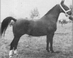 broodmare Garma A (Groningen, 1958, from Nizam)