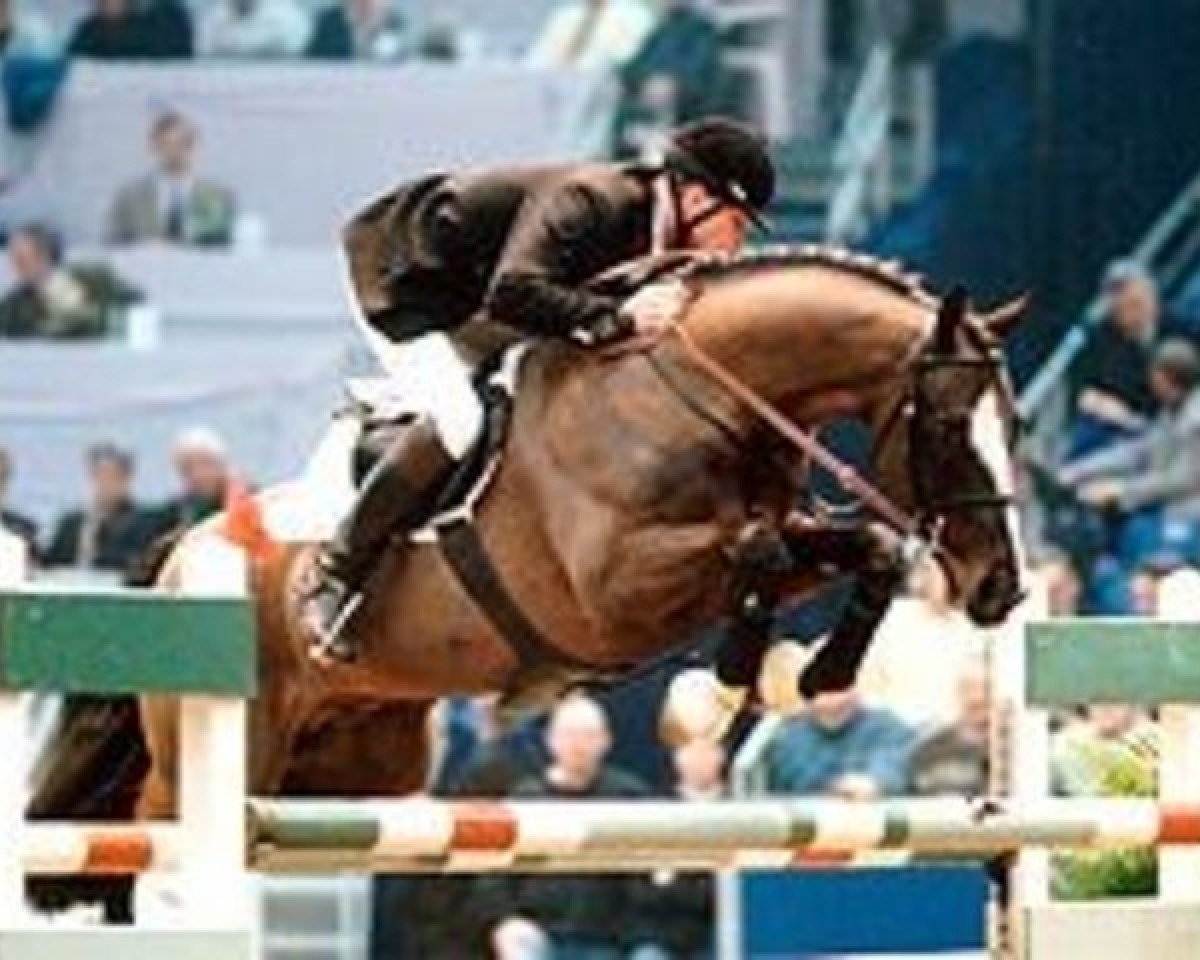 Deckhengst Garanco (KWPN (Niederländisches Warmblut), 1988, von Jasper)