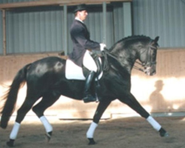 stallion Schiffon (Trakehner, 1995, from Anduc)