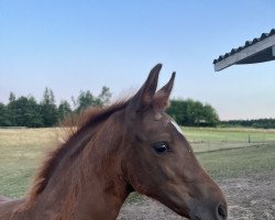 dressage horse Skyla B (Hanoverian, 2022, from Shu Fu)