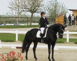 dressage horse Finest Falco B (Hanoverian, 2016, from Finest)