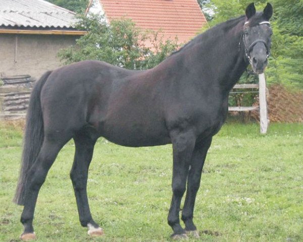 stallion Sarafan (Trakehner, 1977, from Martin)