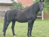stallion Sarafan (Trakehner, 1977, from Martin)