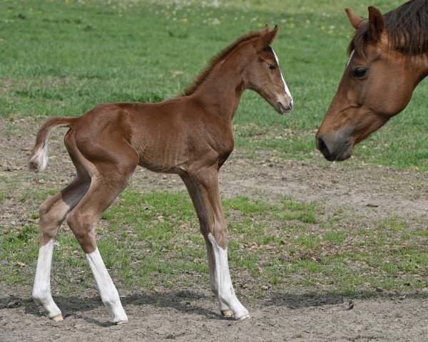 dressage horse Bella Rox (Westphalian, 2022, from Callaho's Benicio)