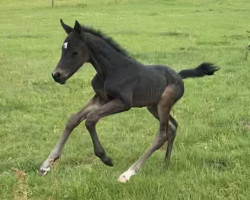 dressage horse Secret Diva B (Hanoverian, 2022, from Secret)