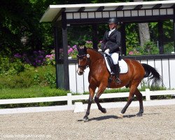 dressage horse Beneit (Trakehner, 2007, from Opernball)