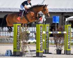 jumper Je Teva (Irish Sport Horse, 2013, from J'taime flamenco)