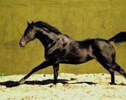 stallion Lead on Time xx (Thoroughbred, 1983, from Nureyev xx)