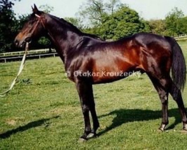 stallion Dara Monarch xx (Thoroughbred, 1979, from Realm xx)
