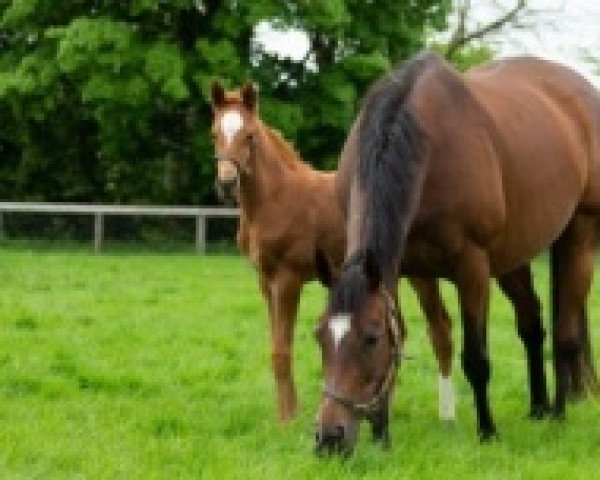 broodmare Magical xx (Thoroughbred, 2015, from Galileo xx)