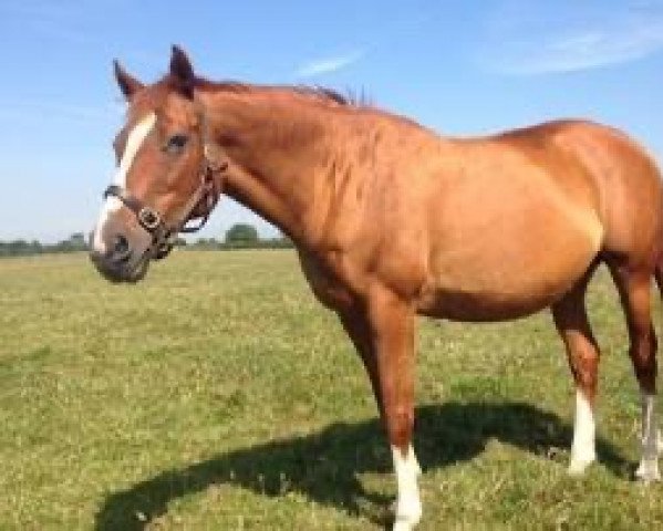 broodmare Cinnamon Rose xx (Thoroughbred, 1994, from Trempolino xx)