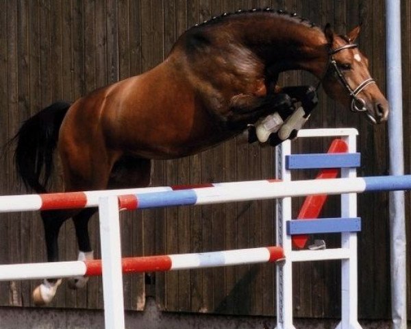 stallion Newton (Holsteiner, 1996, from Nimmerdor)