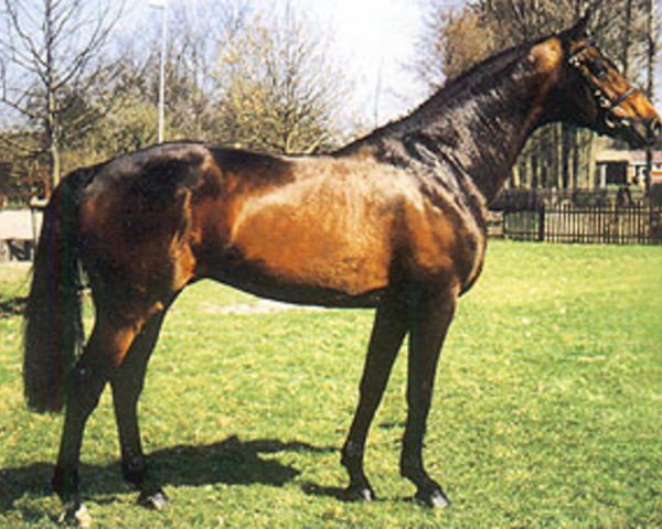 stallion Lascadell (Holsteiner, 1989, from Landgraf I)